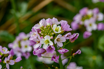  wild plants and the awakening of nature in spring