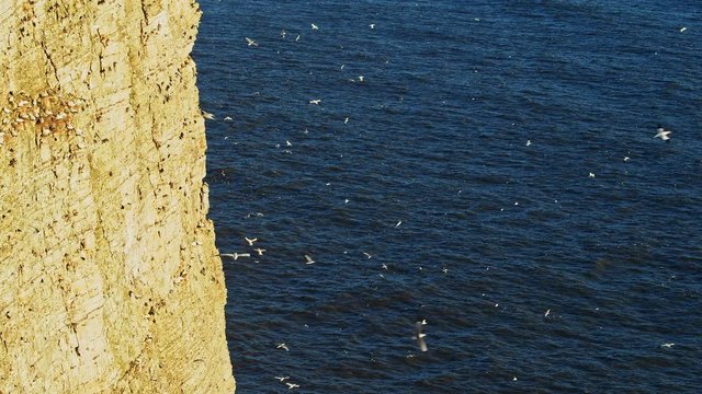 400ft White Cliffs with seabird colony and birds flying