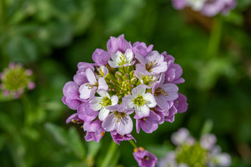  wild plants and the awakening of nature in spring