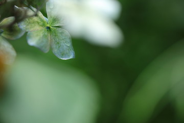 Obraz premium アジサイ