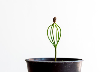 Pine sprout growing in a flower pot on white background