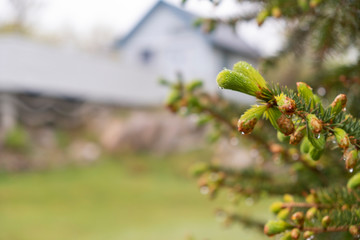 Fresh spring shoots spruce with drops after the rain in the yard of a private house.