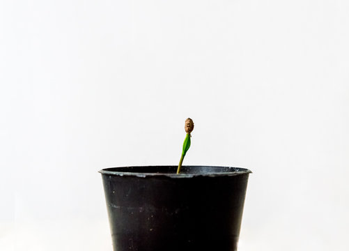 Pine sprout growing in a flower pot on white background