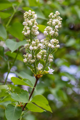 Geschlossene Blüten von weißem Flieder (Syringa vulgaris)