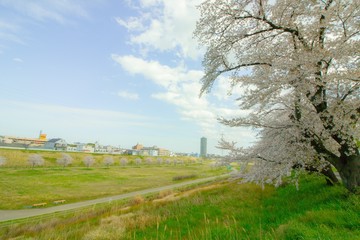街並みと大きな桜の木がある風景