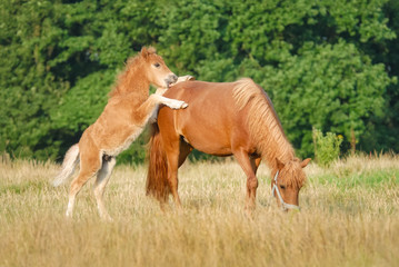  A cute frisky Shetland pony foal playing with its mother in a pasture, the young chestnut colored colt rearing up the front feet on mares back