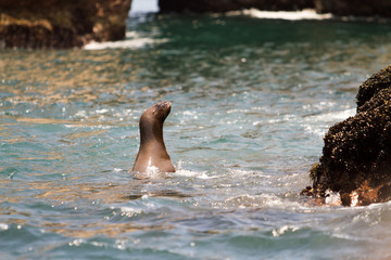 Sea lion puppy peeks into the water on the Ballestas Islands (Peru)