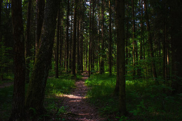 Footpath in the dark coniferous forest
