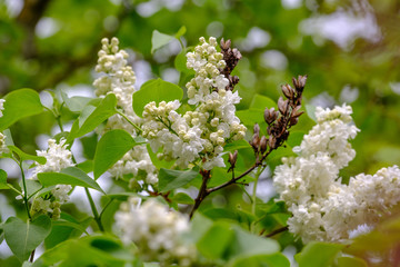 Flieder (Syringa vulgaris), Blüten und Blätter