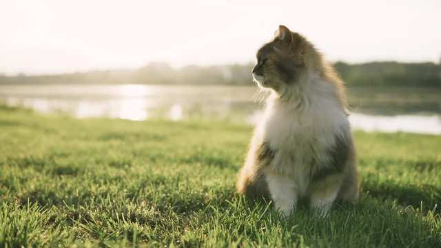 Cat sitting on the grass and looking around on the banks of the river