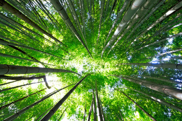 Fototapeta na wymiar Japanese Wild Bamboo Forest in Spring Seen from Below