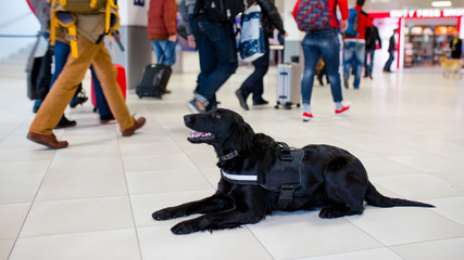 Drug detection black dog resting at the airport on the background of people.Horizontal view.