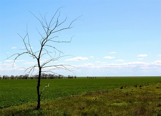 loneliness,lonely tree in the steppe.