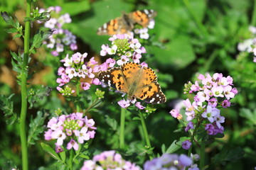 Summer and nature's most beautiful butterflies