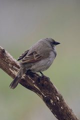 Bird eating red fruits,Patagonia Argentina