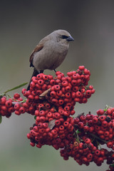 Bird eating red fruits,Patagonia Argentina