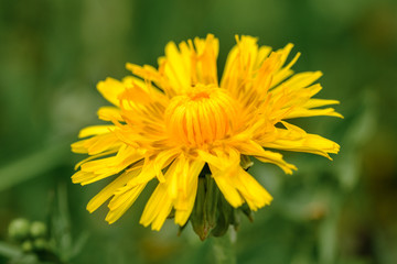 Blühender gelber Löwenzahn (Taraxacum sect. Ruderalia)