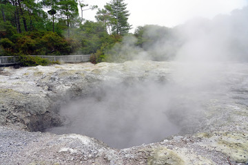 Geothermal craters in the forest in the Waiotapu area of the Taupo Volcanic Zone in New Zealand