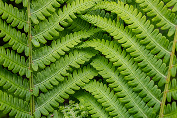 rhythm of nature and the beauty of the leaves