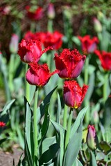 Red tulips in the bright sun