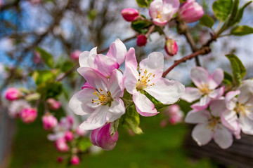 Fototapeta na wymiar Blossoming beautiful fragile flowers and gorgeous flower buds on a separate branch of the Apple tree