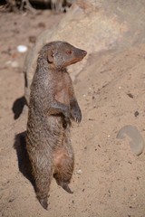 The banded mongoose is a column on the sand