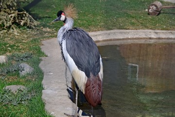 Grey crowned crane looks away