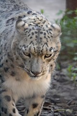 Fototapeta na wymiar Fluffy snow leopard with pressed ears