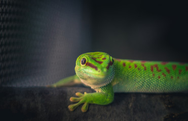 Grüner Salamander