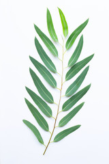 Eucalyptus branch on white
