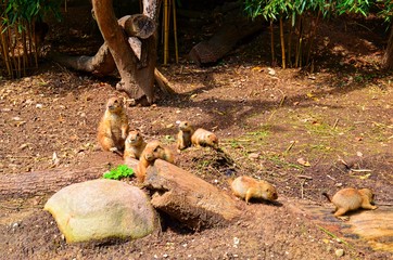 group of meadow dogs sitting on a log on an earthen background