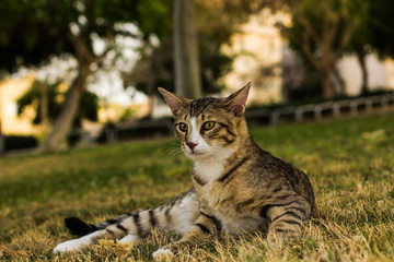 Naklejka na ściany i meble calm street cat portrait lay on a park outdoor green grass meadow and looking side ways