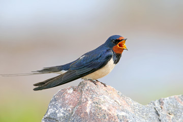 Portraits barn swallow (Hirundo rustica) sits on a stone. Shot from a very close distance, detailed...