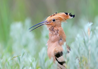 The hoopoe is photographed in the thick grass and on the branches of a green bush. Bright color...