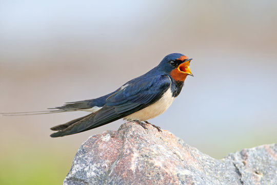 Portraits barn swallow (Hirundo rustica) sits on a stone. Shot from a very close distance, detailed photos