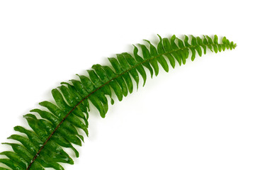 Leaf of a fern with water drops on white background. Relaxation
