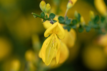 Makroaufnahme einer gelben Ginster Blüte mit vielen Details wie Blütenstempeln und Pollen vor unscharfem bokeh Hintergrund