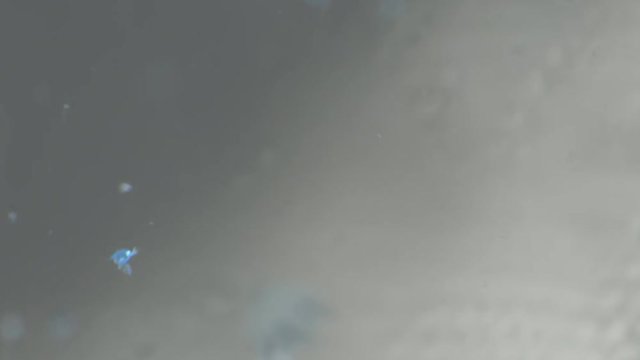 Small particles of plastic stick together in water in fragile fields which leads to formation of large garbage Islands of plastic in Pacific ocean. Plastic contamination, pollution of oceans