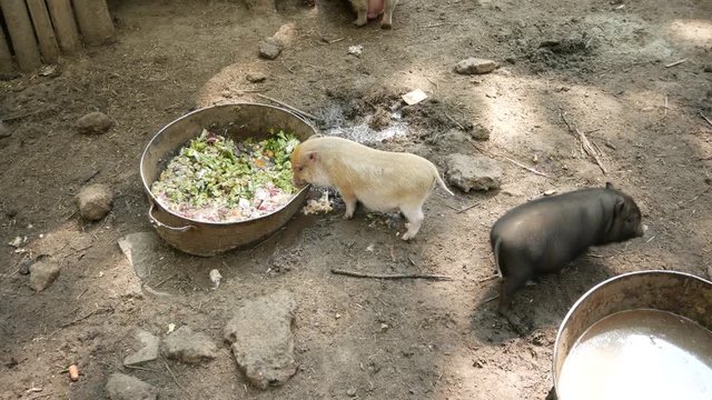 A black and white Vietnamese piglet is eating out of a large basin vegetables in an animal fence at the barnyard. The white pig reaches for food, the black pig strolls along the black trampled earth. 