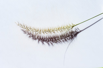 a single piece of dry decorative  grass on a white neutral background