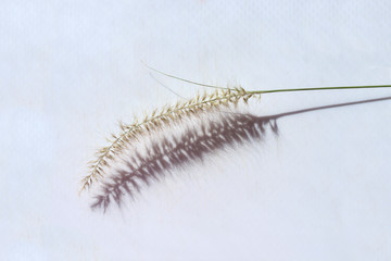 a single piece of dry decorative  grass on a white neutral background