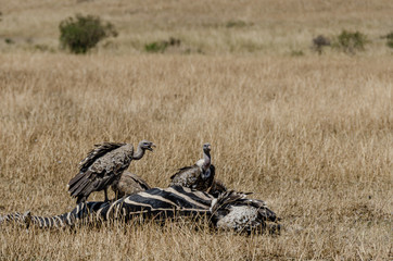 Two vultures feed on a zebra