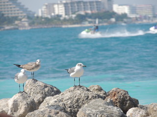 seagull on rock