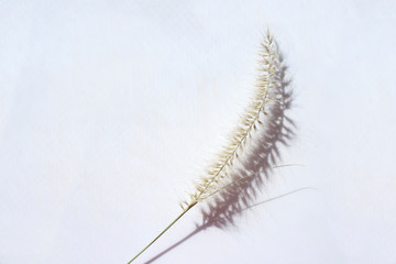 a single piece of dry decorative  grass on a white neutral background