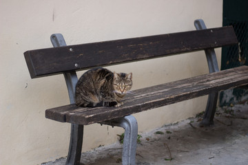 chat