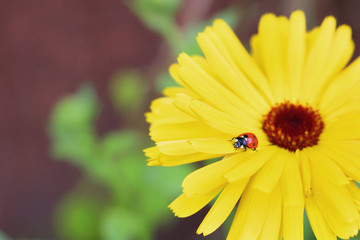 lady on yellow flower