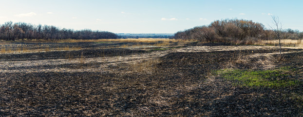 The panoramic view of the burned field with dry grasses and forest at the distance