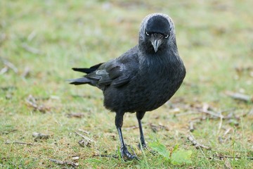 Jackdaw stare with green background