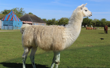 mammifère / lama