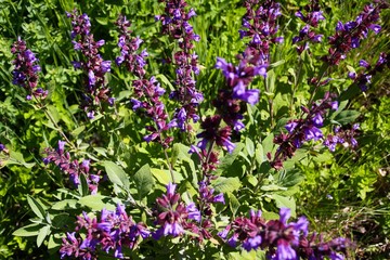 Close up of blooming sage (salvia) plant bush in garden bed, Germany